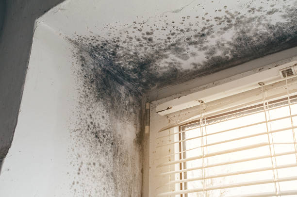 Affordable Attic Mold Remediation solutions in Saint Paul Park, MN