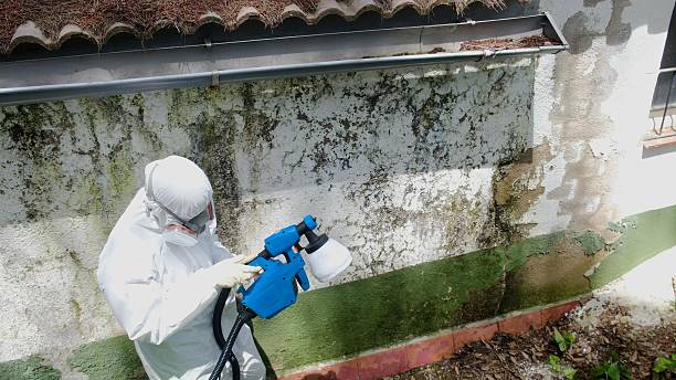 Top rated local Attic Mold Remediation specialists in Saint Paul Park, MN